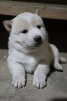 processed/a4d17a25-1043-4470-b6cf-1db5c66ae2d3/listing/28a94d9f-7ecc-4792-97bc-15aeecbf3577/cec07323-7e8d-4dbf-bbac-c0429b5b8ebf