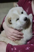 processed/a4d17a25-1043-4470-b6cf-1db5c66ae2d3/listing/28a94d9f-7ecc-4792-97bc-15aeecbf3577/f319b610-2671-478a-ad58-5917fd23014f