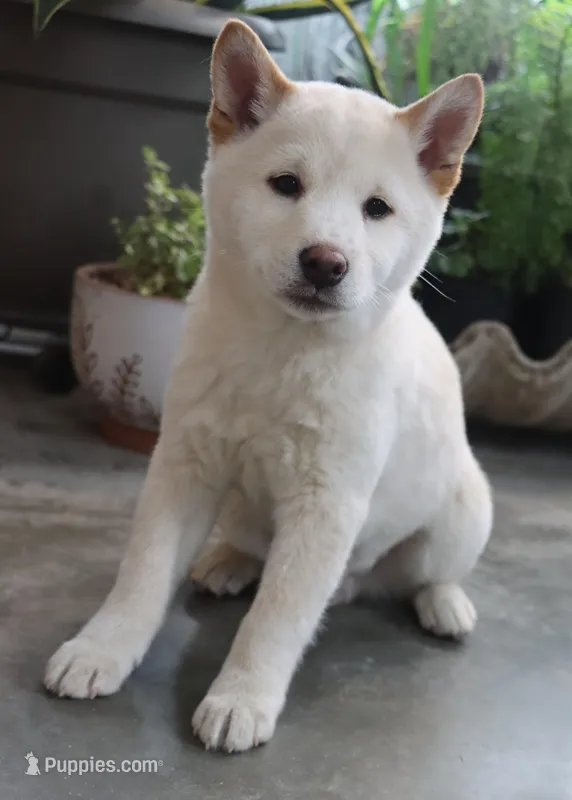 Kyoshi – Shiba Inu puppy for sale in Floyd, IA