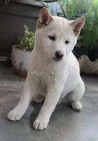 Kyoshi, a male Shiba Inu for sale in Floyd, IA – Photo 2 of 10