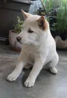Kyoshi, a male Shiba Inu for sale in Floyd, IA – Photo 5 of 10