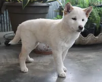 Kyoshi, a male Shiba Inu for sale in Floyd, IA – Photo 7 of 10