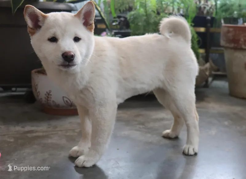 Kyoshi – Shiba Inu puppy for sale in Floyd, IA
