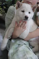 Kyoshi, a male Shiba Inu for sale in Floyd, IA – Photo 10 of 10