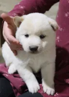 processed/a4d17a25-1043-4470-b6cf-1db5c66ae2d3/listing/3d89f4db-b84d-4608-9e85-5b6504d3e632/7c8bd044-2754-4138-bd6f-0c88f8f1499a