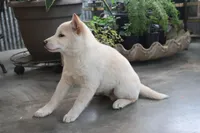 Kyoshi, a male Shiba Inu for sale in Floyd, IA – Photo 9 of 10