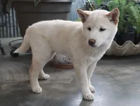 Kyoshi, a male Shiba Inu for sale in Floyd, IA – Photo 6 of 10