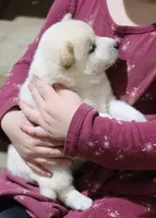 processed/a4d17a25-1043-4470-b6cf-1db5c66ae2d3/listing/3d89f4db-b84d-4608-9e85-5b6504d3e632/d845ca8f-4ba9-46f4-b123-0c69691eea97