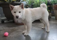 Kyoshi, a male Shiba Inu for sale in Floyd, IA – Photo 4 of 10