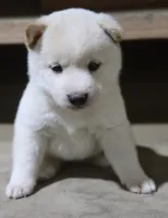 processed/a4d17a25-1043-4470-b6cf-1db5c66ae2d3/listing/3d89f4db-b84d-4608-9e85-5b6504d3e632/dd1d2940-46f1-4fbf-9269-8726ff205a6e