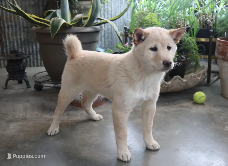 Bianca – Shiba Inu puppy for sale in Floyd, IA