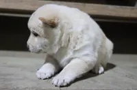 processed/a4d17a25-1043-4470-b6cf-1db5c66ae2d3/listing/583c6f65-d7a7-44b0-b02b-242fb4201d82/49c23aec-4f83-4a7e-884d-d6c3d0f2e683