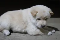 processed/a4d17a25-1043-4470-b6cf-1db5c66ae2d3/listing/583c6f65-d7a7-44b0-b02b-242fb4201d82/630fc4e5-6d0c-4161-8087-5fb3a6418169