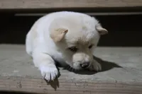 processed/a4d17a25-1043-4470-b6cf-1db5c66ae2d3/listing/583c6f65-d7a7-44b0-b02b-242fb4201d82/9888057a-cd10-4b5a-b577-8ffac5e24d86