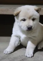 processed/a4d17a25-1043-4470-b6cf-1db5c66ae2d3/listing/583c6f65-d7a7-44b0-b02b-242fb4201d82/a98dcda0-280e-4813-86dc-36eaa42945c8