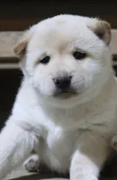 processed/a4d17a25-1043-4470-b6cf-1db5c66ae2d3/listing/583c6f65-d7a7-44b0-b02b-242fb4201d82/d1bb01e7-0508-4b48-a2b8-7c0f3f245c27