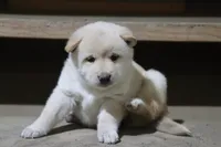 processed/a4d17a25-1043-4470-b6cf-1db5c66ae2d3/listing/583c6f65-d7a7-44b0-b02b-242fb4201d82/fdf8a618-9461-4b2d-ac3f-4c11dcdc230f