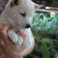 Kiko, a male Shiba Inu for sale in Floyd, IA – Photo 9 of 10