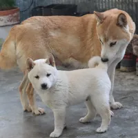 Kiko, a male Shiba Inu for sale in Floyd, IA – Photo 4 of 10