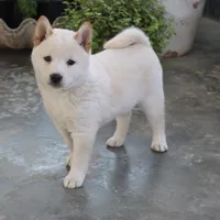 Kiko, a male Shiba Inu for sale in Floyd, IA – Photo 3 of 10
