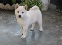 processed/a4d17a25-1043-4470-b6cf-1db5c66ae2d3/listing/6ca34d57-068f-4049-8e24-f2d2a4b775b4/291f660c-b6f2-4856-a4ba-09bfc9f4a221