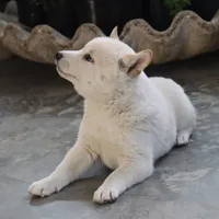Kiko, a male Shiba Inu for sale in Floyd, IA – Photo 5 of 10