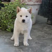 Kiko, a male Shiba Inu for sale in Floyd, IA – Photo 7 of 10