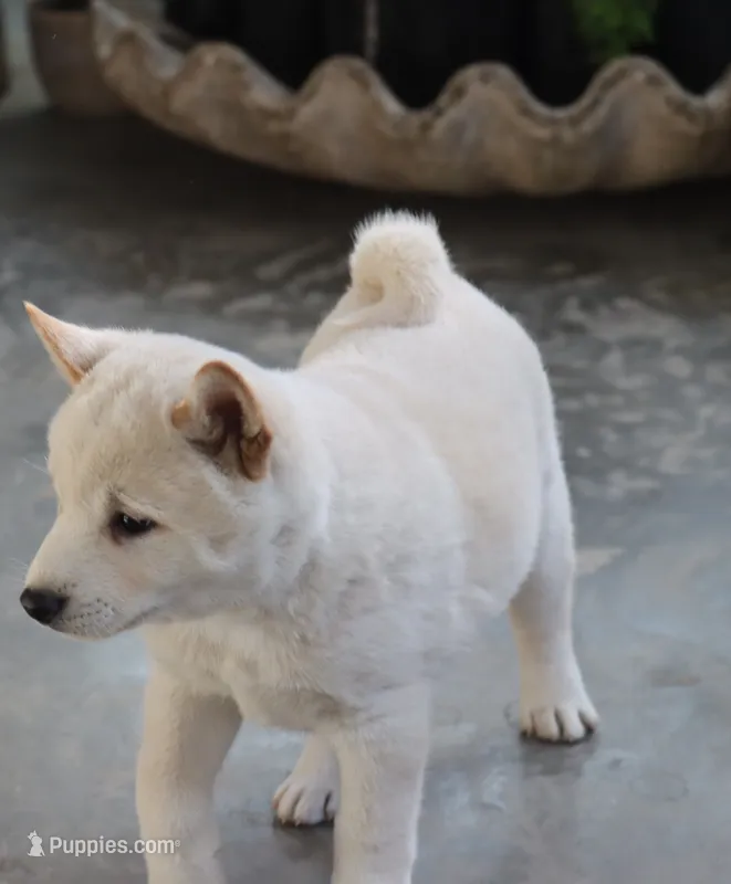 Kiko – Shiba Inu puppy for sale in Floyd, IA