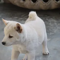 Kiko, a male Shiba Inu for sale in Floyd, IA – Photo 2 of 10