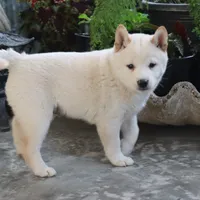 Kiko, a male Shiba Inu for sale in Floyd, IA – Photo 8 of 10
