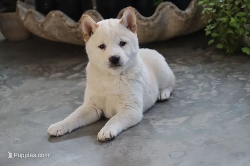 Kiko – Shiba Inu puppy for sale in Floyd, IA
