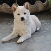 Kiko, a male Shiba Inu for sale in Floyd, IA – Photo 1 of 10