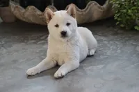 processed/a4d17a25-1043-4470-b6cf-1db5c66ae2d3/listing/6ca34d57-068f-4049-8e24-f2d2a4b775b4/b81e3b0a-de66-4e38-a01f-30287079b1bb