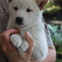 Kiko, a male Shiba Inu for sale in Floyd, IA – Photo 10 of 10