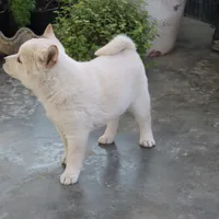 Kiko, a male Shiba Inu for sale in Floyd, IA – Photo 6 of 10