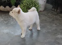 processed/a4d17a25-1043-4470-b6cf-1db5c66ae2d3/listing/6ca34d57-068f-4049-8e24-f2d2a4b775b4/d0b1a3f7-e3e8-4fa6-9789-567ac9f9b521