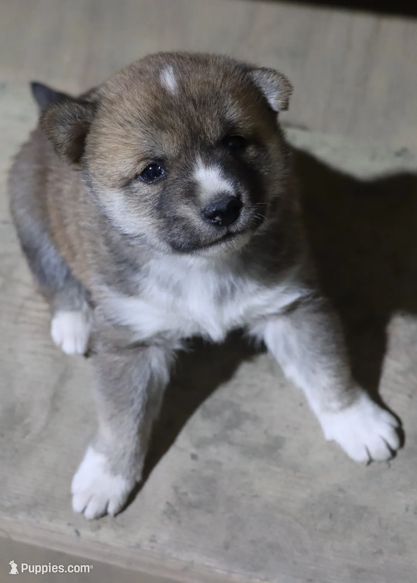 Koa, a male Shiba Inu for sale in Floyd, IA – Photo 6 of 6