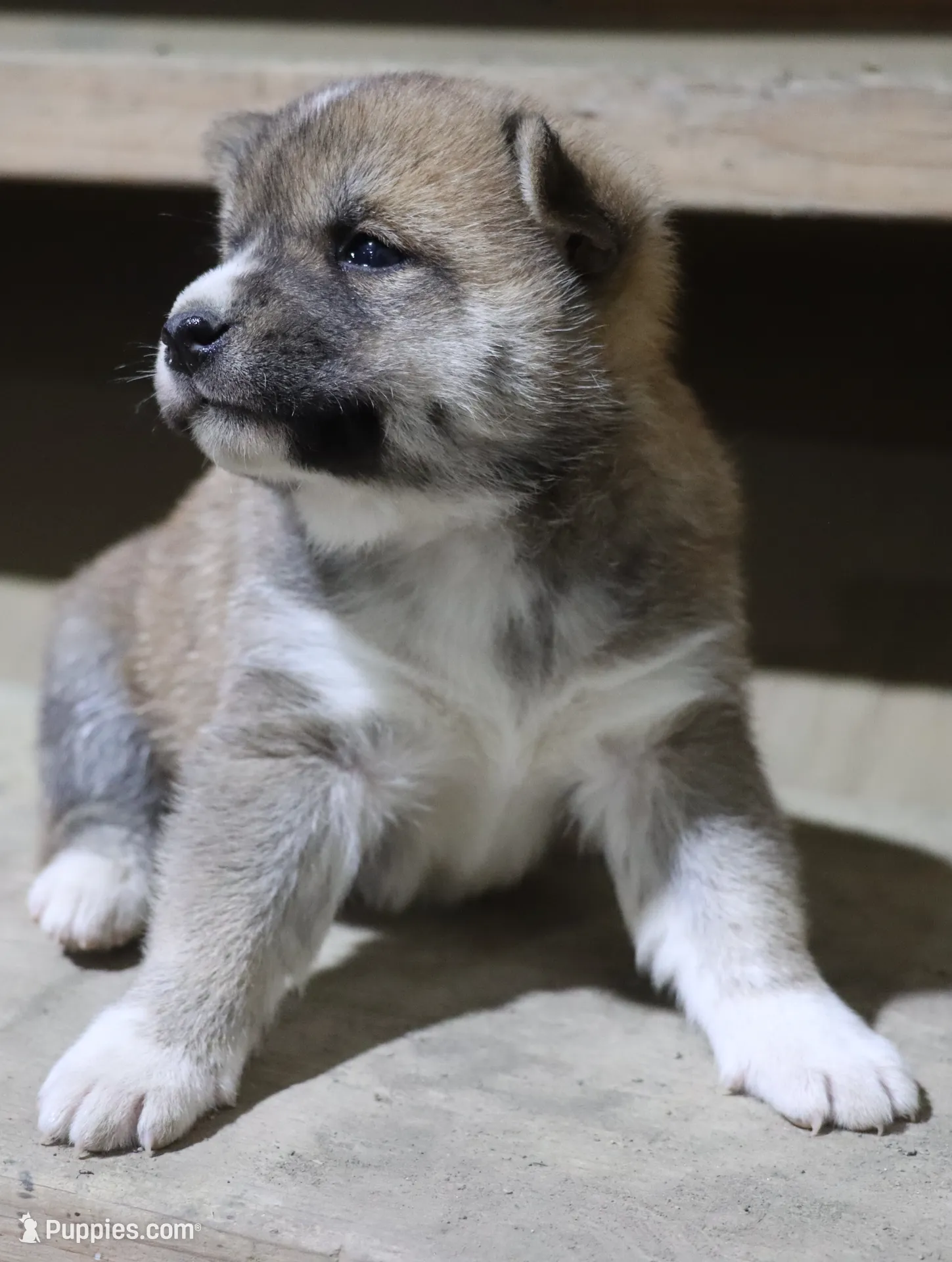 Koa, a male Shiba Inu for sale in Floyd, IA – Photo 4 of 6