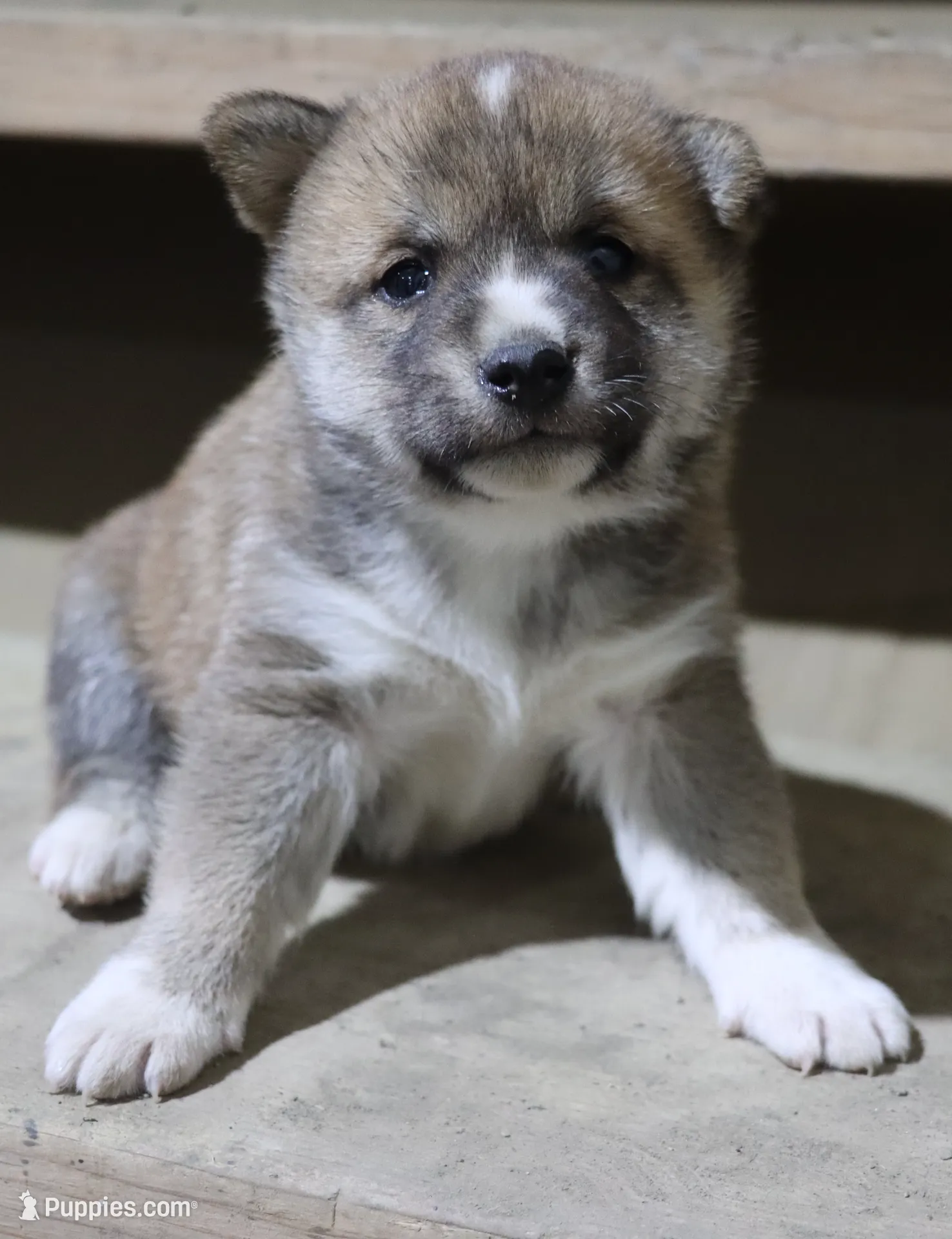 Koa, a male Shiba Inu for sale in Floyd, IA – Photo 2 of 6