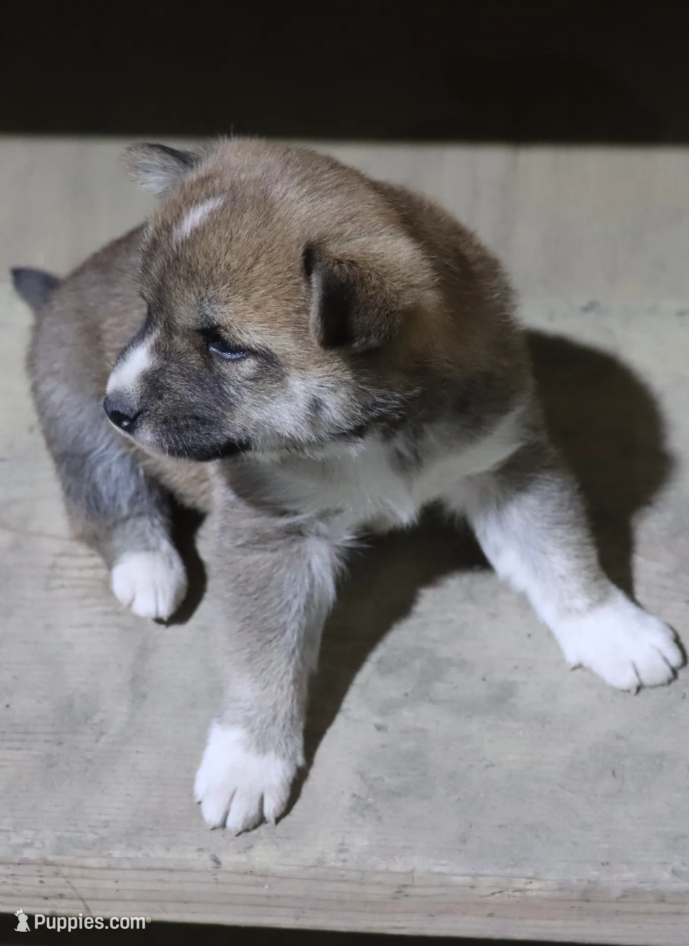 Koa, a male Shiba Inu for sale in Floyd, IA – Photo 5 of 6