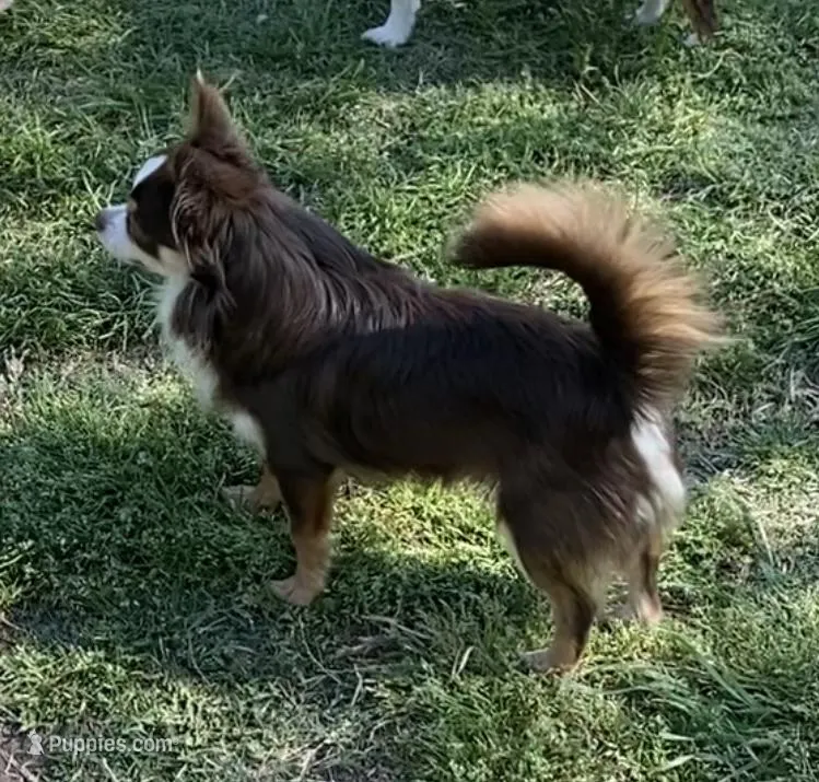 Charlie – Chihuahua puppy for sale in Hillsboro, TX