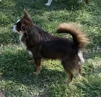 Charlie, a male Chihuahua for sale in Hillsboro, TX – Photo 2 of 9