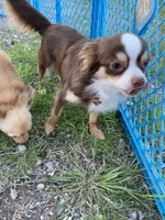 Charlie, a male Chihuahua for sale in Hillsboro, TX – Photo 6 of 9