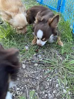 Charlie, a male Chihuahua for sale in Hillsboro, TX – Photo 8 of 9