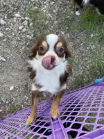 Charlie, a male Chihuahua for sale in Hillsboro, TX – Photo 7 of 9