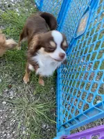 Charlie, a male Chihuahua for sale in Hillsboro, TX – Photo 5 of 9