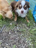 Charlie, a male Chihuahua for sale in Hillsboro, TX – Photo 9 of 9