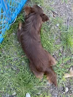 Charlie, a male Chihuahua for sale in Hillsboro, TX – Photo 3 of 9