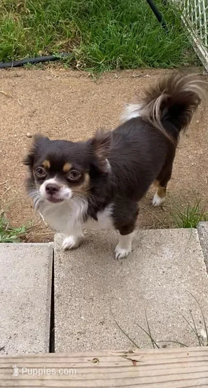 Archie Little  – Chihuahua puppy for sale in Hillsboro, TX