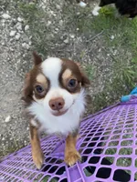 Charlie, a male Chihuahua for sale in Hillsboro, TX – Photo 1 of 9